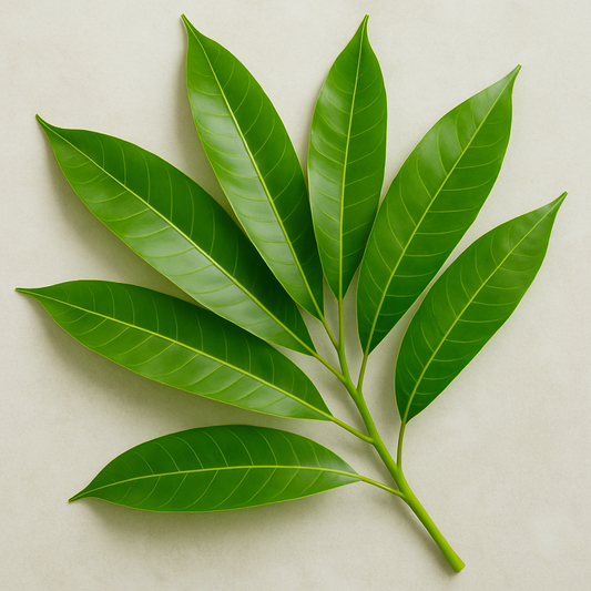 Fresh Mango leaves