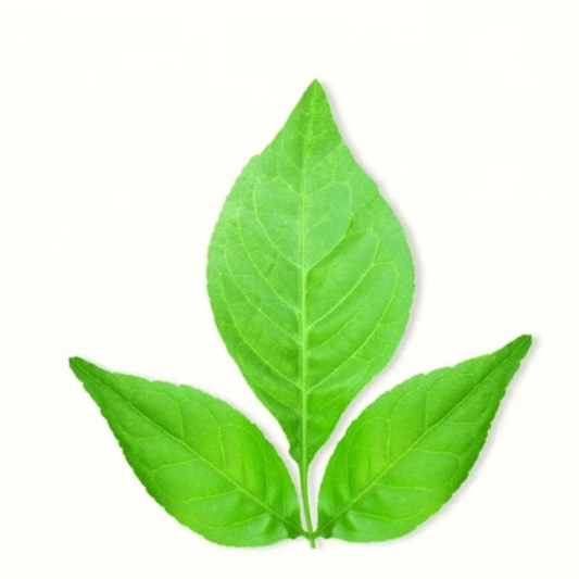 Fresh Bilva (Bael leaves)