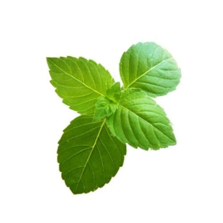 Fresh Tulsi (Holy Basil)